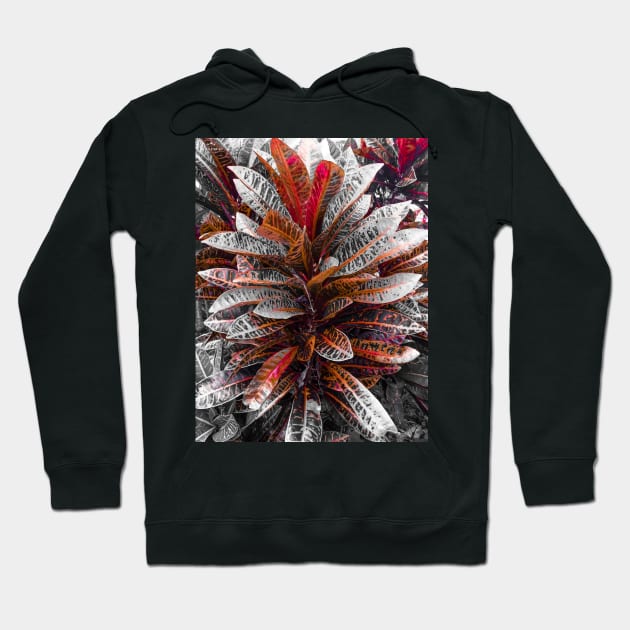 Carmine Crotons Hoodie by Breccia